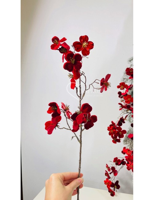 Magnolia czerwona na...