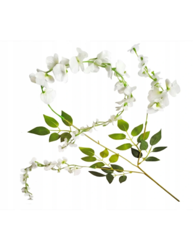 Glicynia wisteria -...