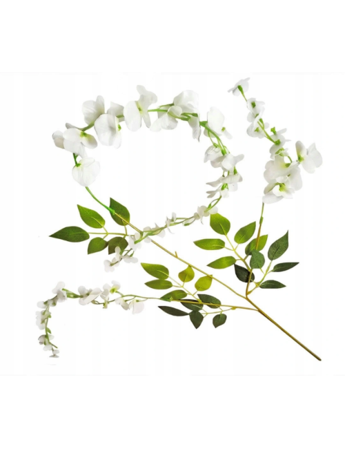 Glicynia wisteria -...
