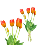 Pomarańczowe tulipany -...