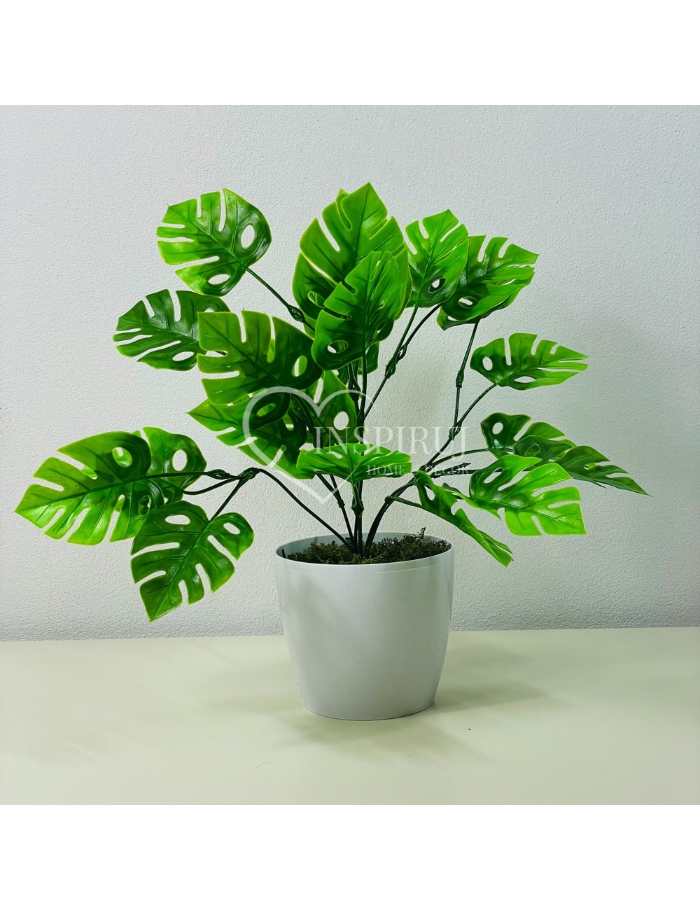 monstera uzgoj Monstera deliciosa big form – Gipsygarden main image 1