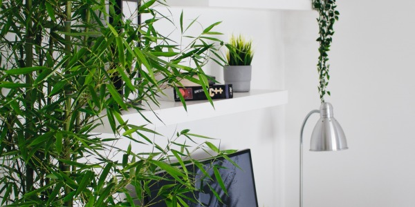Sztuczne rośliny do Twojego biura i domu!